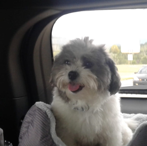 Meet your Posher, Austin - Picture 1 of 1